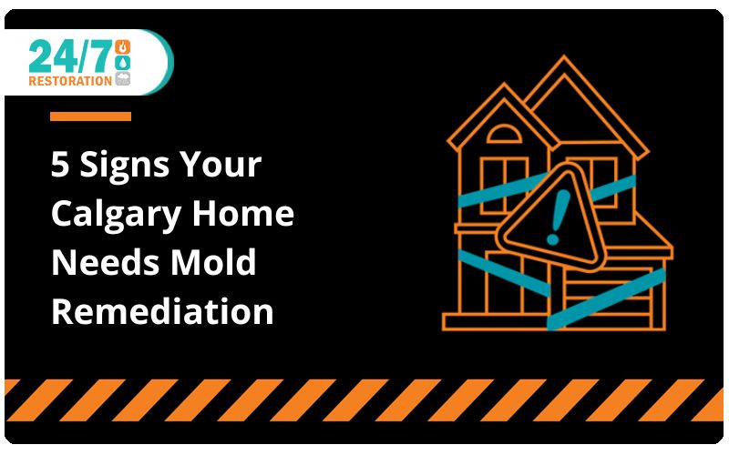 5 Signs Your Calgary Home Needs Mold Remediation 